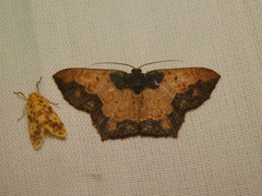 Serratophyga subangulata