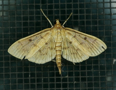 Herpetogramma fluctuosalis