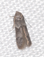 Blastobasis phycidella