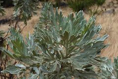Artemisia gorgonum image
