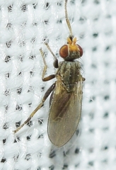 Diptera