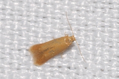 Tischeria dodonaea
