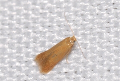 Tischeria dodonaea