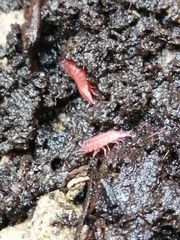 Androniscus dentiger