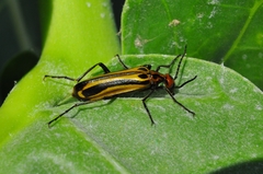 Pyrota vittigera
