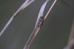 Melieria