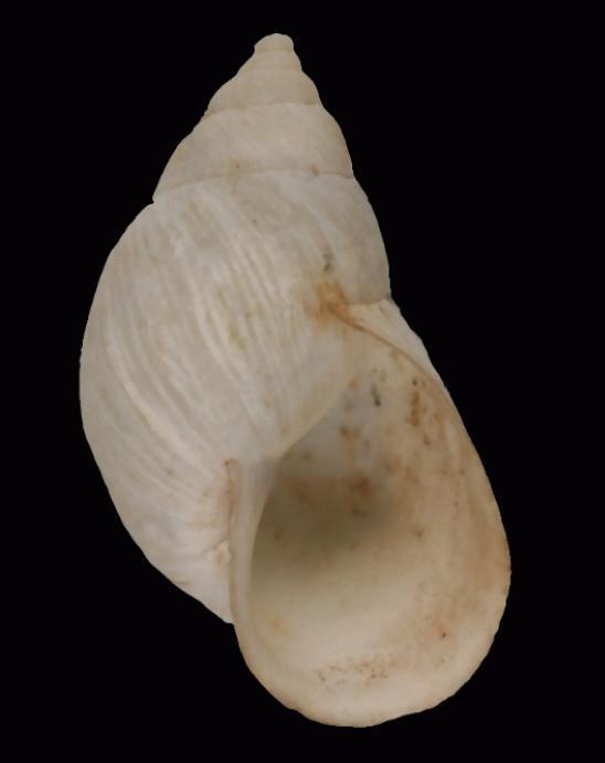 Bostryx stelzneri