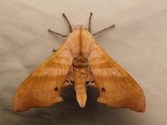 Marumba nympha