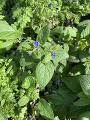 Pentaglottis sempervirens