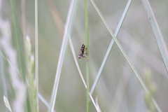Melieria