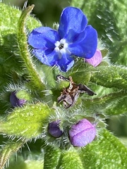 Pentaglottis sempervirens