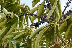 Turdus merula cabrerae