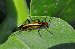 Pyrota vittigera