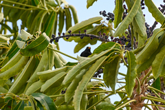 Turdus merula cabrerae
