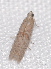 Cadra figulilella