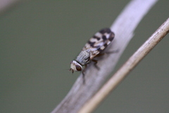 Melieria