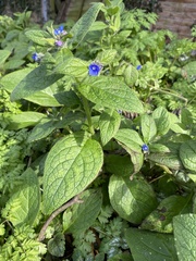 Pentaglottis sempervirens