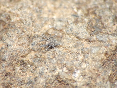 Caeculidae