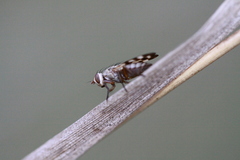 Melieria