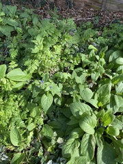 Pentaglottis sempervirens