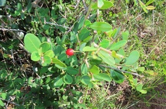 Erythroxylum delagoense