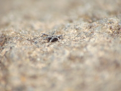 Caeculidae