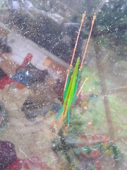 Jimenezia elegans