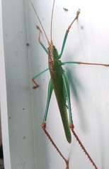 Jimenezia elegans