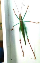 Jimenezia elegans