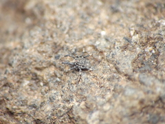 Caeculidae