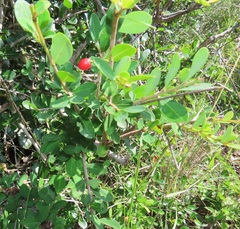 Erythroxylum delagoense