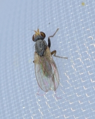 Diptera
