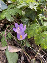 Crocus tommasinianus