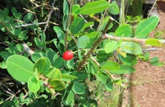 Erythroxylum delagoense