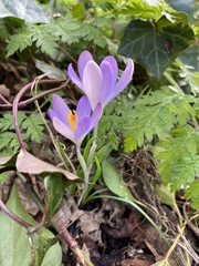 Crocus tommasinianus