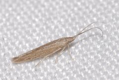 Coleophora texanella