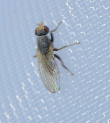 Diptera