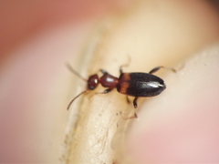 Anthicinae