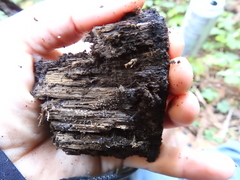 Ortholasma rugosum