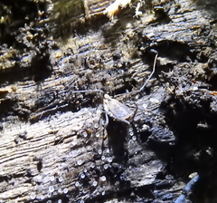 Ortholasma rugosum