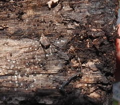 Ortholasma rugosum