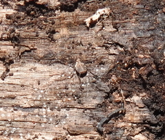 Ortholasma rugosum