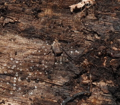 Ortholasma rugosum