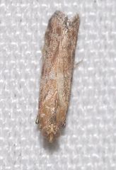 Uncinus obductella