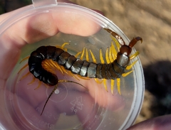 Scolopendra cingulata