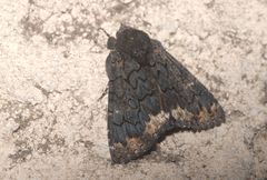 Catephia alchymista