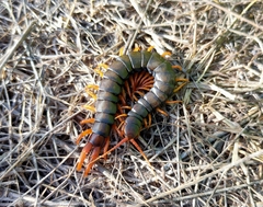 Scolopendra cingulata