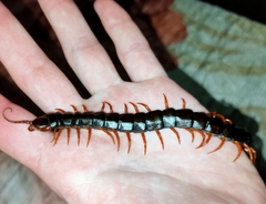 Scolopendra cingulata