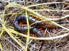 Scolopendra cingulata
