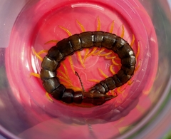 Scolopendra cingulata
